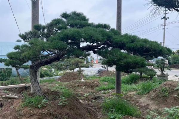 松树枯死的抢救方法，最主要的就是补充水分