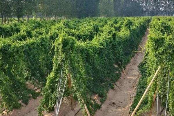 怎么种植山药，施肥开沟后再播入块茎