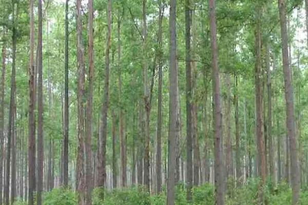 速生树种是什么意思，具有适应性强、生长快等特点