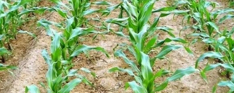 大京九26玉米品种的特性，亩种植密度5000株