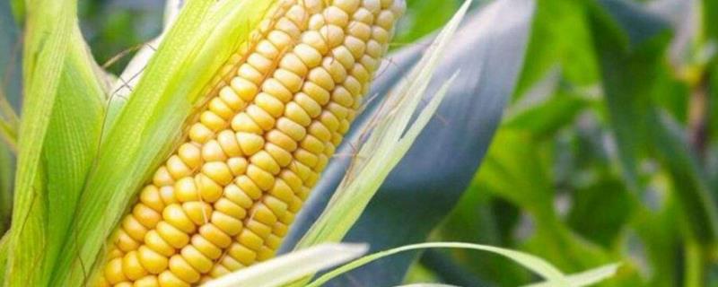 天和22玉米种子特征特性，中抗弯孢菌叶斑病