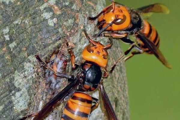 世界五大毒蜂是哪五种，分别是金环胡蜂、杀人蜂、黑绒胡蜂等