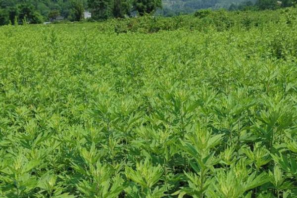 艾草干货的产量，每亩可达到300-400公斤