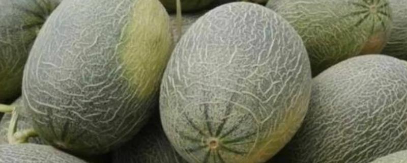 哈密瓜的价格，各地价格不一