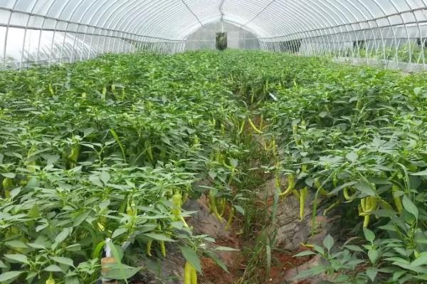 辣椒如何种植，在定植后进行一次追肥