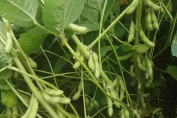 华疆6号大豆种子特征特性，该品种在适应区5月中旬播种