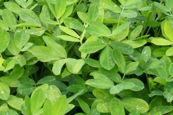 花生秧黄叶子的原因，可能是肥料缺失或患上了病害导致的