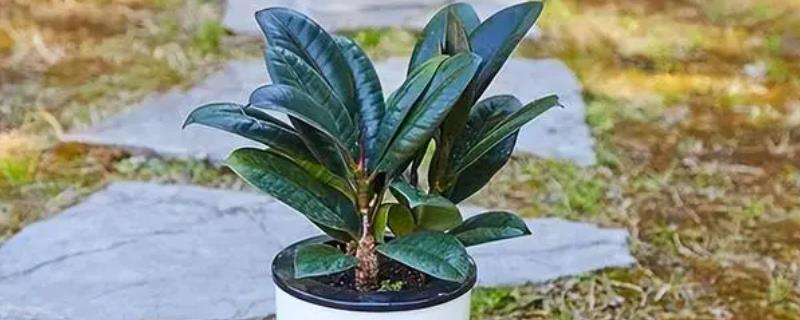 有哪些室内观叶植物，常见的有橡皮树、金钱树等