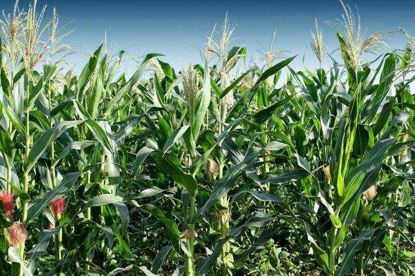 富农340玉米种子简介，亩密度4500株