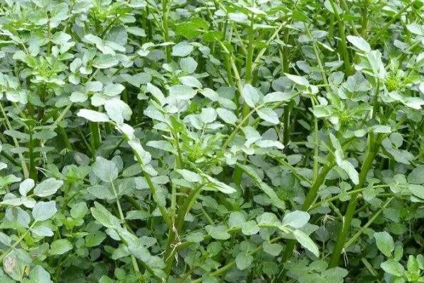 西洋菜的种植方法，一般采用老茎扦插