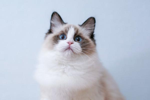 猫下巴长了疙瘩的原因，是因为得了猫癣