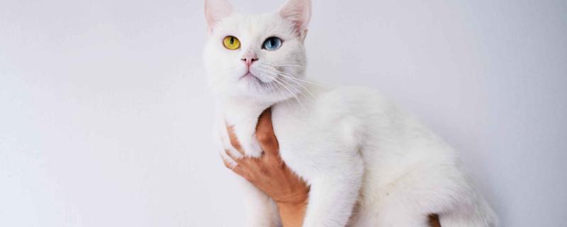 猫咪黑下巴有什么表现，症状较轻时会出现发红、掉毛等症状
