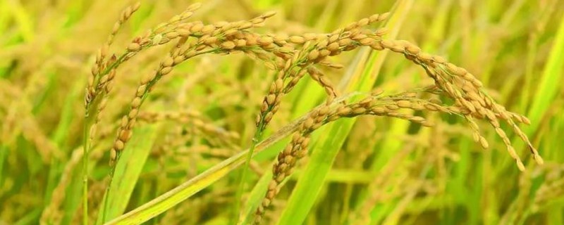 昆粳5号水稻种子特点，全生育期194天