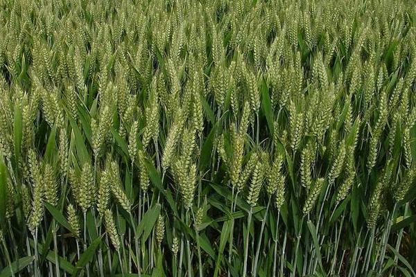 定西42号小麦品种的特性，亩播种量25-35万粒