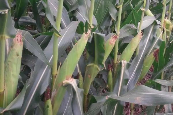 良箭甜20号玉米种子特征特性，高抗茎腐病
