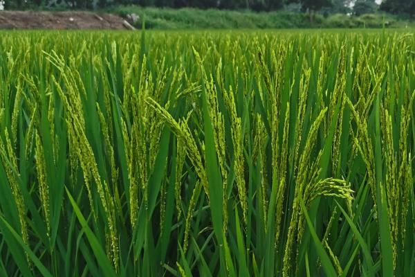辽营誉1号水稻品种的特性，生育期168.5天