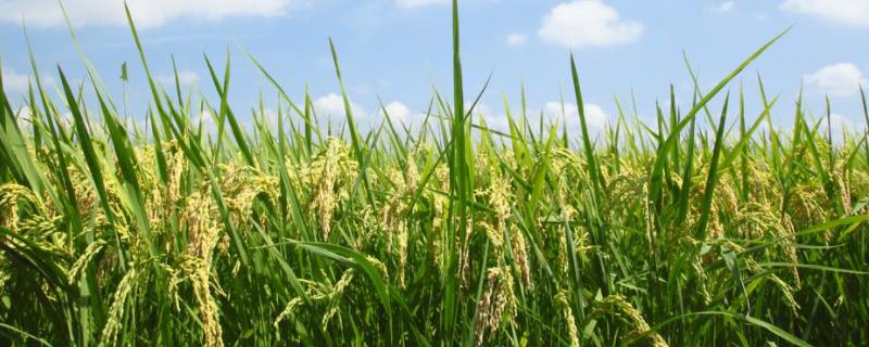 通系927水稻品种的特性，7月上中旬注意防治二化螟