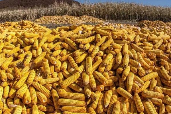 金株1号玉米品种简介，在适应区4月下旬播种