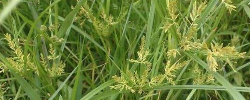 回头青简介，是一种多年生恶性杂草