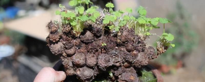 移植三叶草的步骤，需要使用比较健壮的植株