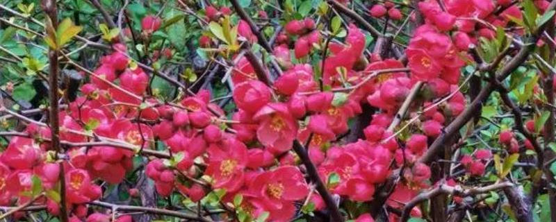 贴梗海棠有没有毒，无毒