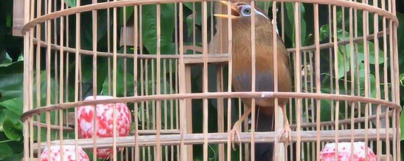 画眉的养殖要点，每隔3-5天清扫一次笼舍