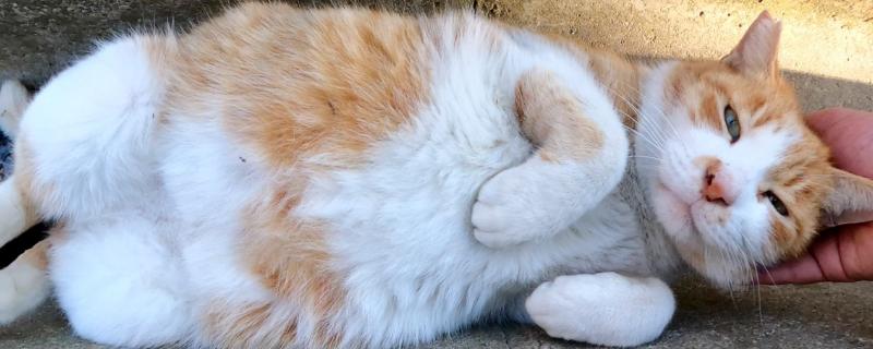猫咪肥胖的危害，容易中暑、寿命会有所缩短