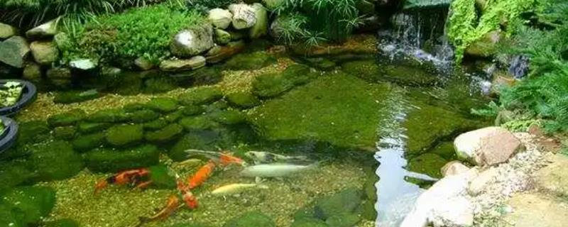 庭院鱼池水变绿怎么处理，需要及时换水