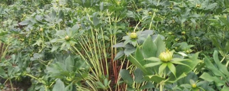 重楼有没有种植前景，目前的市场价格较高但供应不足