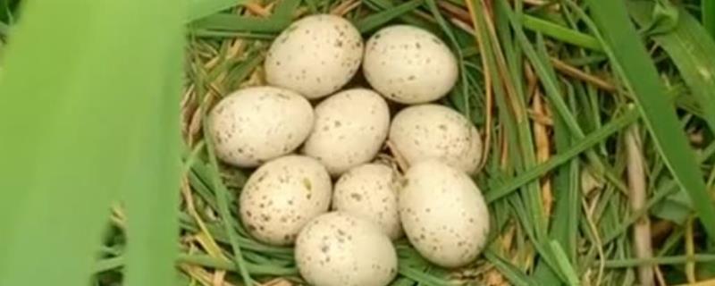 怎么人工孵化野鸭蛋，适时调控温度