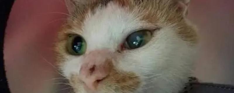 怎么治疗猫咪青光眼，可静脉输高渗液