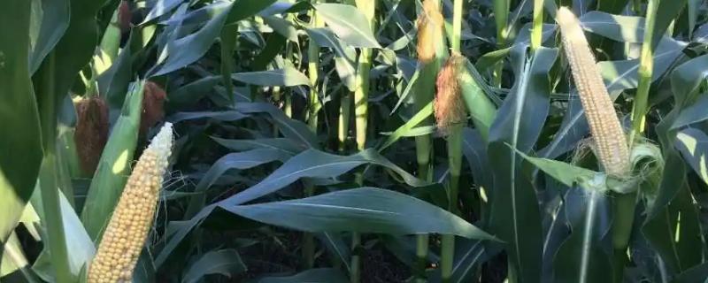 玉米花粒期施肥排水管理方法，可巧追攻粒肥