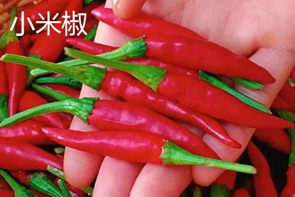 海椒和小米椒有什么区别，小米椒是海椒的一种