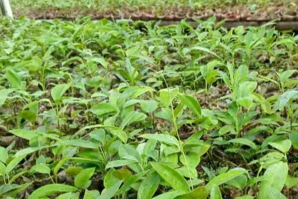 土茯苓怎么种植，3-4月份进行条播、出苗后再移栽