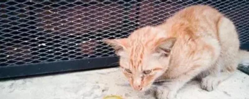 猫咪胰腺炎是什么病，是一种内科疾病