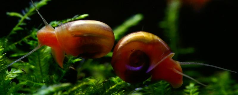 让苹果螺爆缸的方法，将水温保持在24℃左右、提供充足的食物可加快爆缸速度