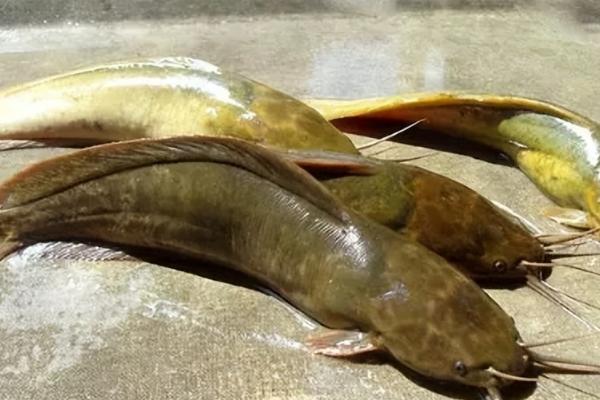 鲶鱼的生活习性，是底栖性肉食鱼类
