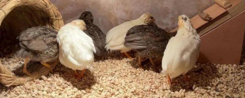 养芦丁鸡的注意事项，不可以饲喂发霉变质的饲料