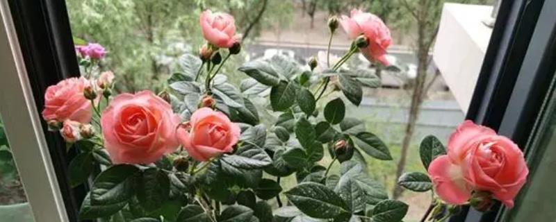 月季花有毒吗，无毒可以在室内养殖