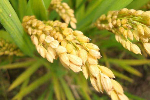 湘福优10号水稻种子简介，着粒密度一般