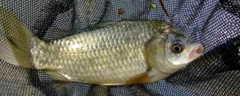 钓鲫鱼适合用什么饵，自然饵、自制饵、商品饵均可使用