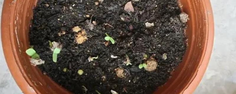 百日草种子的种植方法，尽可能选择上一年饱满种子
