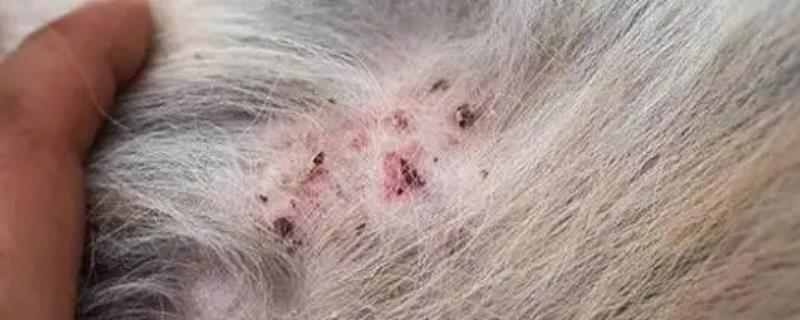 狗狗毛囊炎有哪些症状，常表现为四肢及颈部会出现潮红