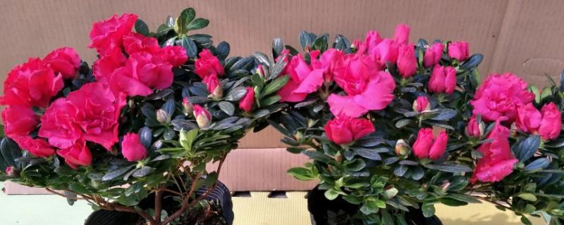 杜鹃花的开花季节，在春季4-6月份开花
