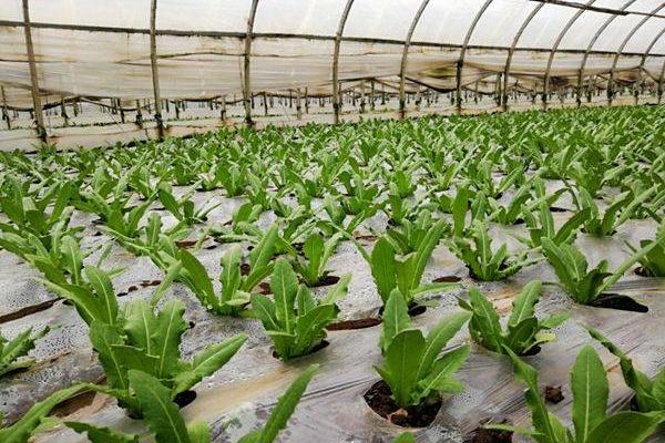 种油麦菜适合用哪种土壤，以疏松透气、保水保肥的弱酸性土壤为宜