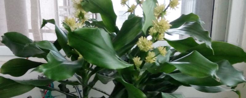 螺纹铁开花有没有毒，其香味比较浓郁但没有毒性