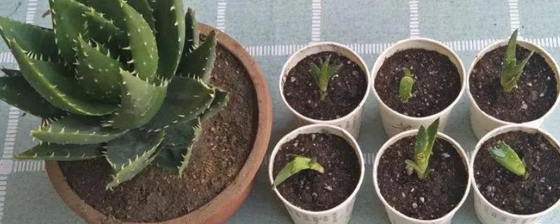芦荟如何叶插，尽量靠近基部处摘取嫩叶