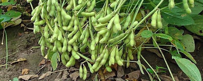 长农26大豆品种的特性，出苗至成熟121天