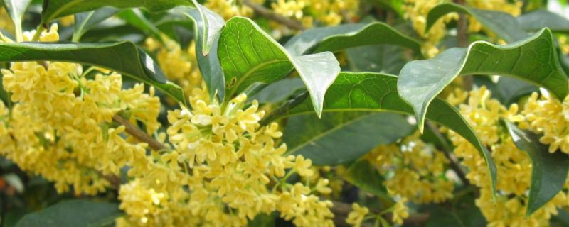 怎么养殖桂花，平时每隔1周浇一次水