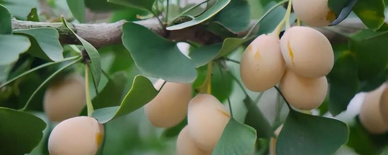 白果的采摘季节，9-10月采摘